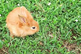 Image result for vs Fluffy the Bunny