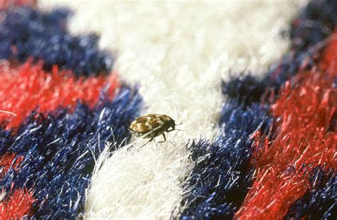 Top 10 Best Pest control specialists in Philadelphia, PA | Angi