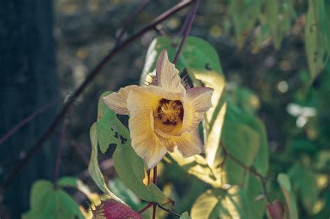 île Isabela : quoi faire au paradis de la biodiversité