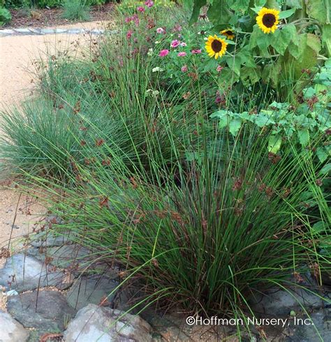 Native plant Juncus effusus Common Rush, Soft Rush