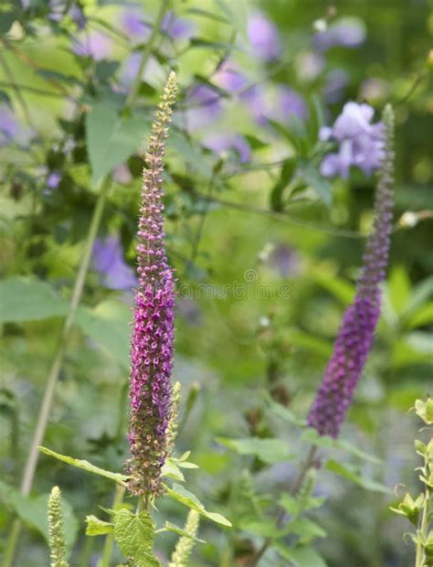 Image result for Purple Spring Tails