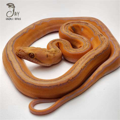 Image result for Mocha Marble Reticulated Python