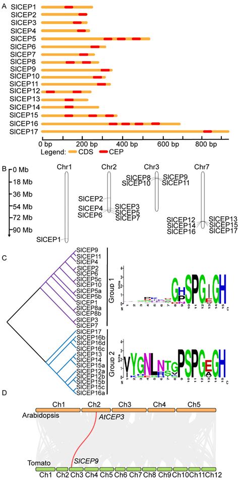 Systematic Annotation Reveals CEP Function in Tomato Root Development ...