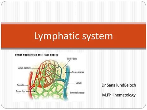 Lymphatic System Lecture 的图像结果