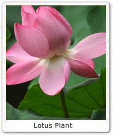 Lotus Plant, National Flower of India, Propagation of Lotus Plant : Eco ...