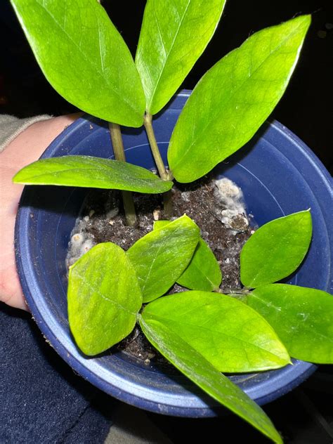 ZZ Plant Propagation due to potential root rot. Now mold on soil?- A ...