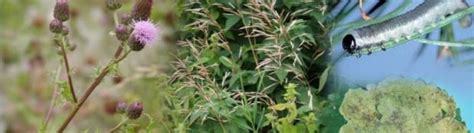 Alien Invasive Insects 的图像结果