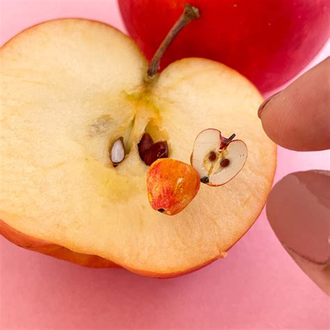 Apple Fruit Halves Miniature Ear Studs – small IDEA