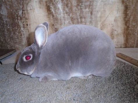 Image result for Mini Rex Varieties
