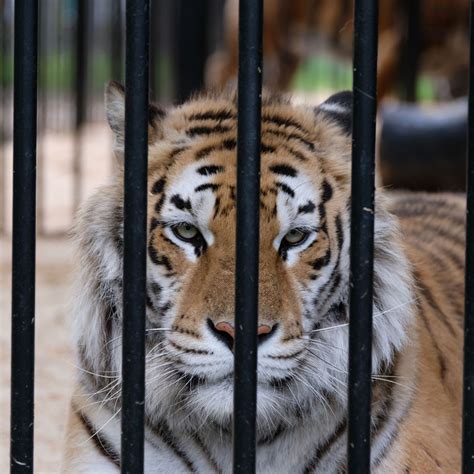 Wildlife Trade - FOUR PAWS International - Animal Welfare Organisation