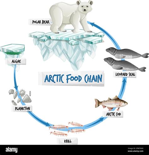 Arctic Food Chain
