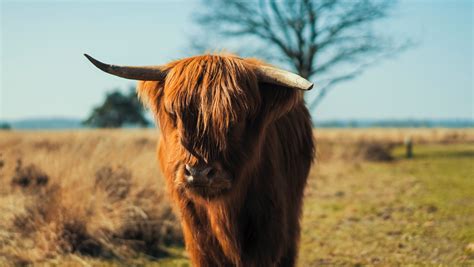 highland cow cow animal and livestock 4k HD Wallpaper