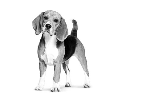 Beagle | Royal Canin US