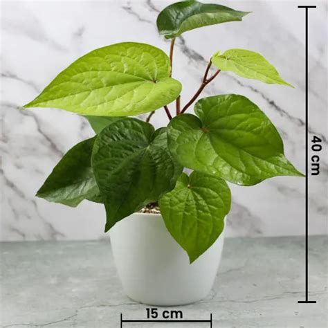 Piper Betel | Betel Leaf Plant | Big Leaf Paan – Lalit Enterprise