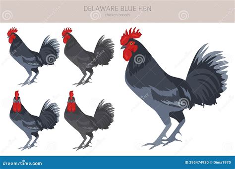 Delaware Blue Hen Chicken Breeds Clipart. Poultry and Farm Animals ...