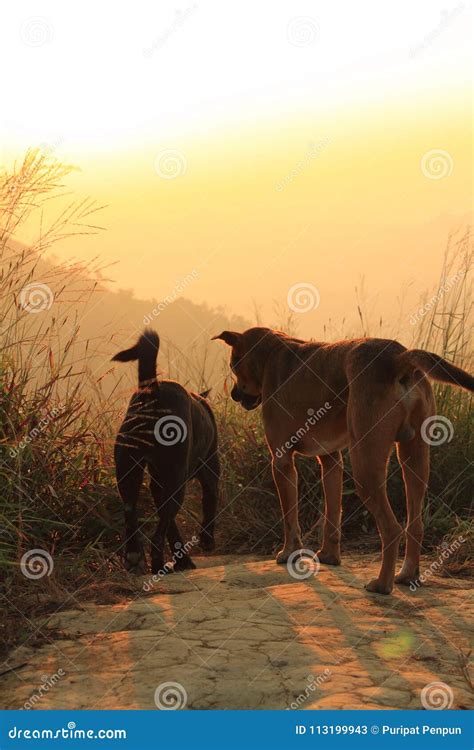 Two Dogs, a Meadow, a Sunset Stock Image - Image of dawn, beautiful ...