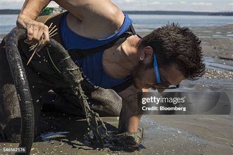 Image result for Geoduck Digging