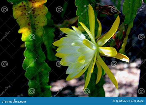 Yellow Flower of the Night-blooming Cereus Stock Image - Image of ...