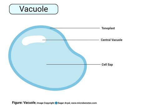 Animal Cell Explained: Structure, Parts & Vital Functions