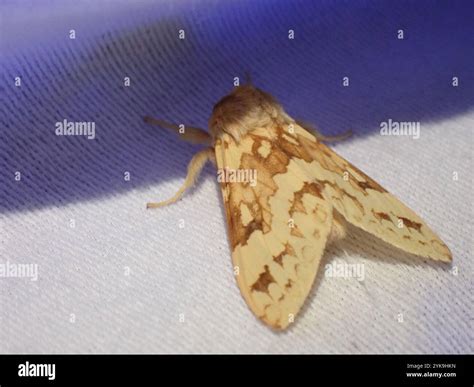 Spotted Tussock Moth (Lophocampa maculata Stock Photo - Alamy