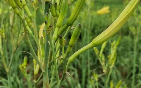 黄花菜种植过程中，如何科学施肥？