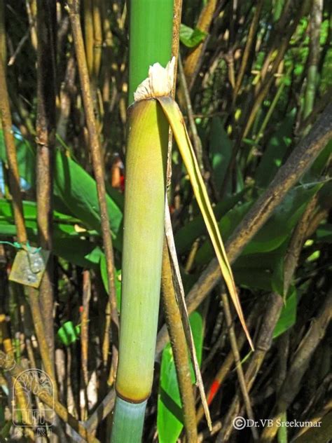 Ochlandra wightii | Bamboo Info