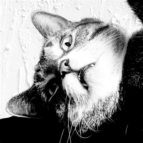 Image result for Halftones for Screen Printing Tutorial