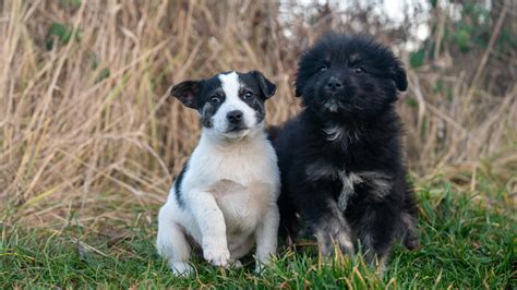 Black And White Dog Photos, Download The BEST Free Black And White Dog ...