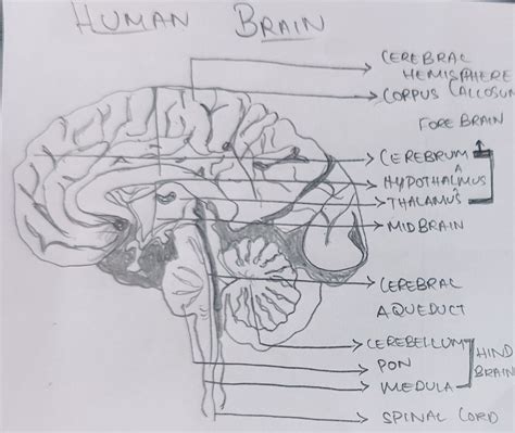 Normal Human Brain 的图像结果