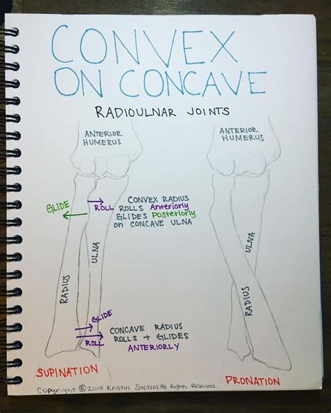 Concave and Convex Rule - SageewtSpears