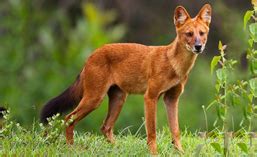 Asiatic wild dog-tiger coexistence - GS SCORE