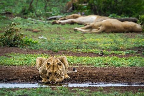 Lionesses drinking water | Premium Photo