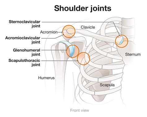 Scapulothoracic Joint Articulation
