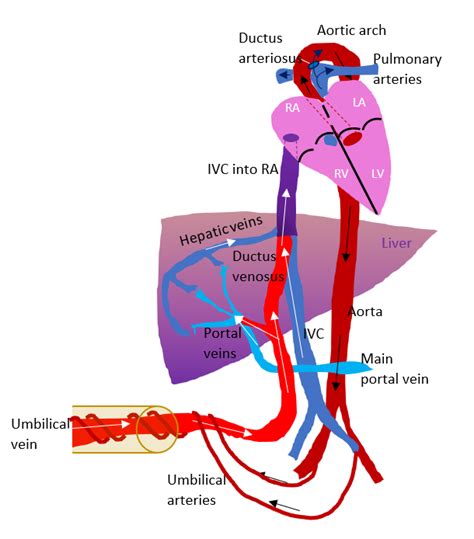 drayushdiagnostics | AYUSH ULTRASOUND & DIAGNOSTICS