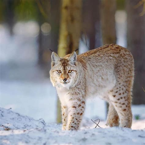 Plus de 500 photos gratuites de Lynx et de Animal - Pixabay