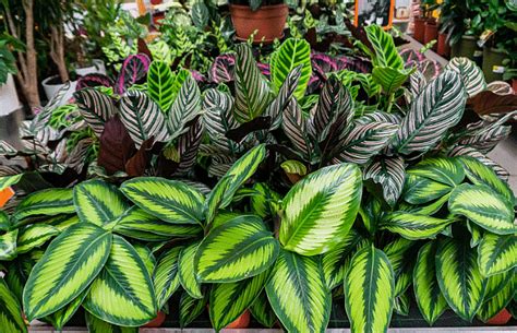 Plants and Animals - GK Olympiad for Class 4 PDF Download