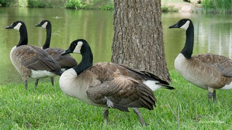 Is a Gaggle of Geese Causing You a Gaggle of Issues? | Love Your Lake
