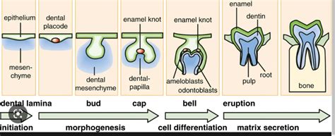 Image result for Human Tooth Development