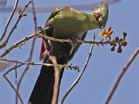Guinea Turaco - eBird
