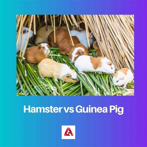 Hamster vs Guinea Pig: Difference and Comparison