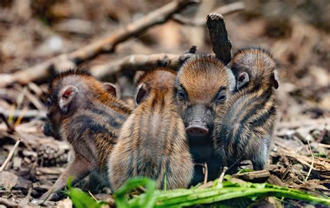 Visayan warty pig. One of the most endangered pigs in the world ...