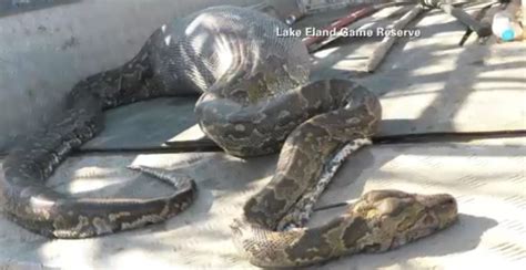 Image result for Python Eating Porcupine