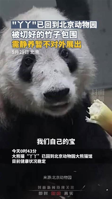 丫丫已回到北京动物园，笑成表情包啦！|佟丽娅|表情包_新浪新闻
