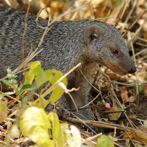 The Nature of Framingham: Like Rikki-Tikki-Tavi? You'll Love These African Mongooses! - prey of mongoose