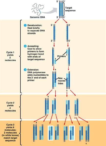 Image result for PCR Process Steps
