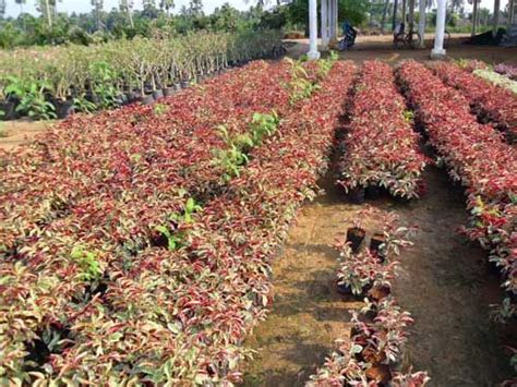 Excoecaria Cochinchinensis Manufacturer, Supplier from Rajahmundry