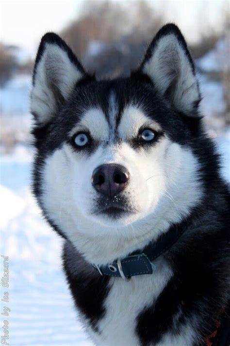 How Deadly Are Siberian Husky