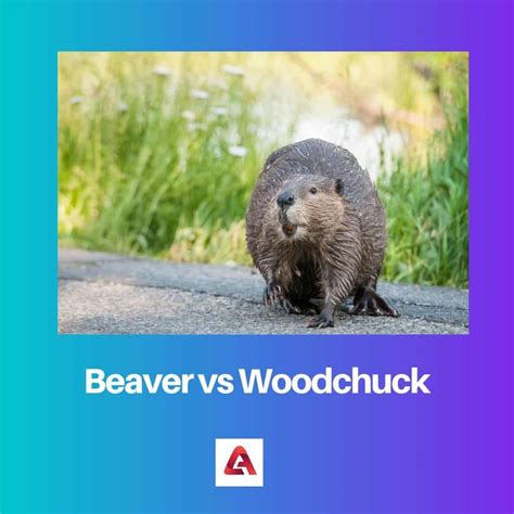 Beaver vs Woodchuck: Difference and Comparison