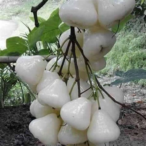 Creative Farmer Live Nursery Plant White Water Apple Wax Jambu Fruit ...