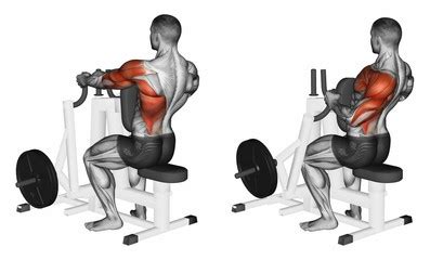 Exercise Database (Back18) - Seated Cable Row Machine — Jase Stuart - The Better Body Coach